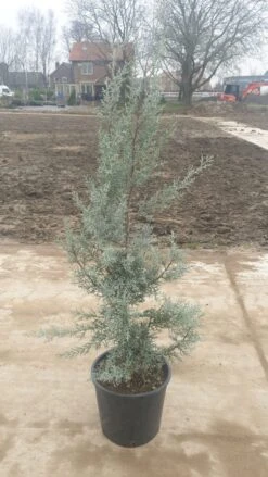 Cipres (Cupressus Arizonica 'Glauca') -Green Roots Exporteren Winkel 7888f186 82df 40f0 a6e3 5c48ccda9904
