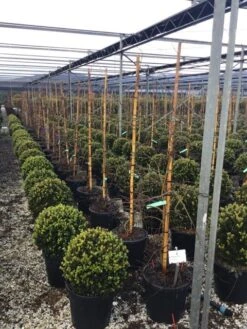 Japanse Esdoorn (Acer Palmatum 'Viridis') -Green Roots Exporteren Winkel 7 2