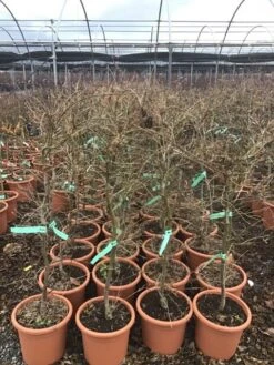 Japanse Esdoorn (Acer Palmatum 'Viridis') -Green Roots Exporteren Winkel 8 1