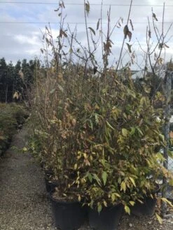 Winterzoet (Chimonanthus Praecox) -Green Roots Exporteren Winkel 9