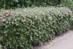 Abelia (Abelia Grandiflora)