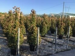 Abelia Als Piramide (Abelia Grandiflora)