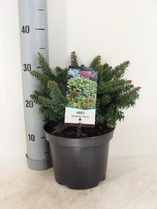Dwerg Balsemden (Abies Balsamea 'Nana') 2 Dwerg Balsemden (Abies Balsamea 'Nana') - Afbeelding 2