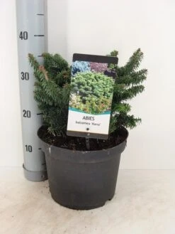 Dwerg Balsemden (Abies Balsamea 'Nana') 5 Dwerg Balsemden (Abies Balsamea 'Nana') -Green Roots Exporteren Winkel abies balsemea nana c5 m