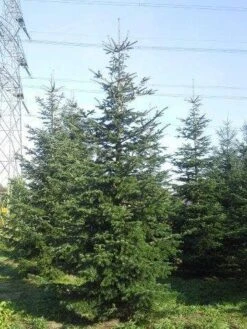 Nordmann-spar (Abies Nordmanniana) 25 Nordmann-spar (Abies Nordmanniana) -Green Roots Exporteren Winkel abies nordmaniana 550