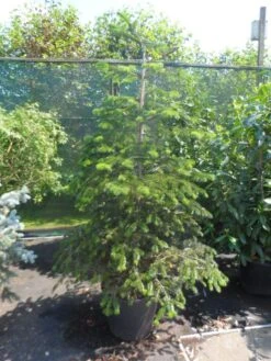 Nordmann-spar (Abies Nordmanniana) 22 Nordmann-spar (Abies Nordmanniana) -Green Roots Exporteren Winkel abies nordmanniana 150 175 200