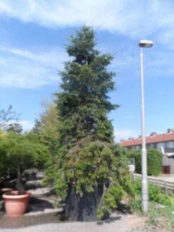 Nordmann-spar (Abies Nordmanniana) 21 Nordmann-spar (Abies Nordmanniana) -Green Roots Exporteren Winkel abies nordmanniana 400 500 c1500