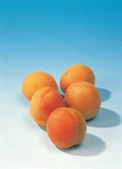 Abrikozenboom (Prunus Armeniaca 'Hongaarse') -Green Roots Exporteren Winkel abrikoos 1