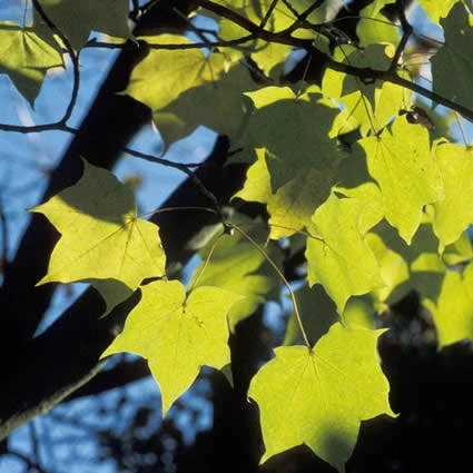 Colchische Esdoorn (Acer Cappadocicum 'Aureum') 2 Colchische Esdoorn (Acer Cappadocicum 'Aureum') - Afbeelding 2