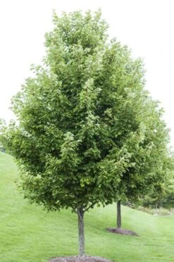 Rode Esdoorn (Acer Rubrum)