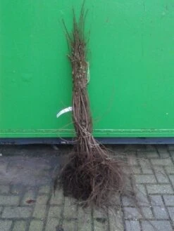 Veldesdoorn Als Haag (Acer Campestre) -Green Roots Exporteren Winkel acer campestre 1