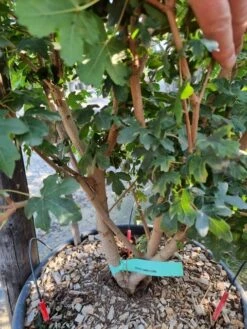 Green Roots Exporteren Winkel -Green Roots Exporteren Winkel acer campestre meerstammig 2 1