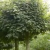 Bolesdoorn (Acer Campestre 'Nanum')