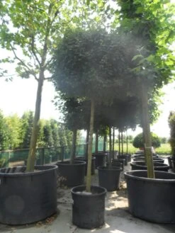 Esdoorn (Acer Campestre 'Elsrijk') -Green Roots Exporteren Winkel acer campestre nanum 20 25ho c200 1