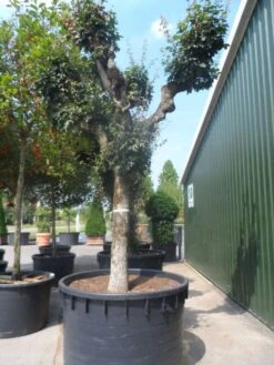 Bolesdoorn (Acer Campestre 'Nanum') 9 Bolesdoorn (Acer Campestre 'Nanum') -Green Roots Exporteren Winkel acer campestre oude solitaire knotvorm c1000 1