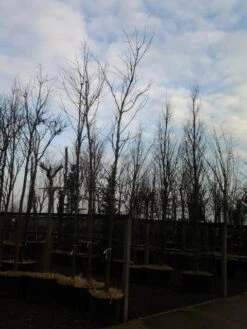 Rode Esdoorn (Acer Platanoides 'Crimson King') -Green Roots Exporteren Winkel acer crimson king 1