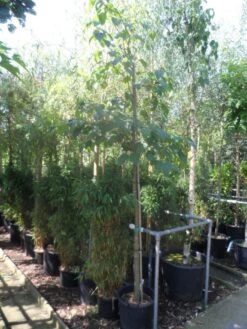 Chinese Esdoorn (Acer Davidii ) -Green Roots Exporteren Winkel acer davidii 12 14ho cont