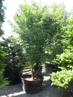 Chinese Esdoorn (Acer Davidii ) -Green Roots Exporteren Winkel acer davidii 350 400 c500 solitair meerstammig