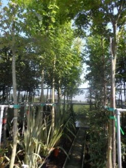 Esdoorn (Acer Freemanii 'Autumn Blaze') 6 Esdoorn (Acer Freemanii 'Autumn Blaze') -Green Roots Exporteren Winkel acer freemanii autumn blaze 14 16 18 20ho cont