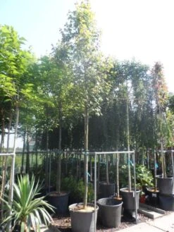 Esdoorn (Acer Freemanii 'Autumn Blaze') 7 Esdoorn (Acer Freemanii 'Autumn Blaze') -Green Roots Exporteren Winkel acer freemanii autumn blaze 14 16ho cont