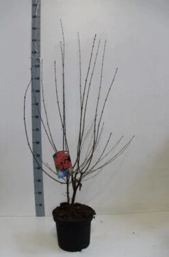 Papieresdoorn (Acer Griseum) -Green Roots Exporteren Winkel acer griseum 80 100 cm co 7.5l kopie