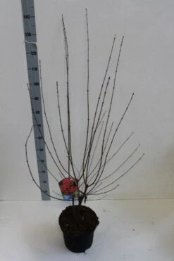 Papieresdoorn (Acer Griseum) -Green Roots Exporteren Winkel acer griseum 80 100 cm co 7.5lz kopie