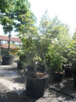 Japanse Esdoorn (Acer Japonicum 'Aconitifolium') -Green Roots Exporteren Winkel acer japonicum aconitifolium 175 200 c350