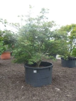 Japanse Esdoorn (Acer Japonicum 'Aconitifolium') -Green Roots Exporteren Winkel acer japonicum aconitifolium 250 300 c1500