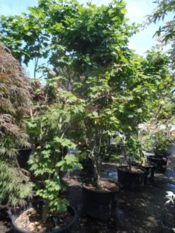 Japanse Esdoorn (Acer Japonicum 'Vitifolium') -Green Roots Exporteren Winkel acer japonicum vitifolium 250 300 c130