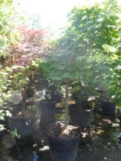 Japanse Esdoorn (Acer Japonicum 'Vitifolium') -Green Roots Exporteren Winkel acer japonicum vitifolium halfstam c130