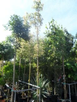 Vederesdoorn Als Boom (Acer Negundo 'Flamingo') -Green Roots Exporteren Winkel acer negundo flamingo 10 12ho cont