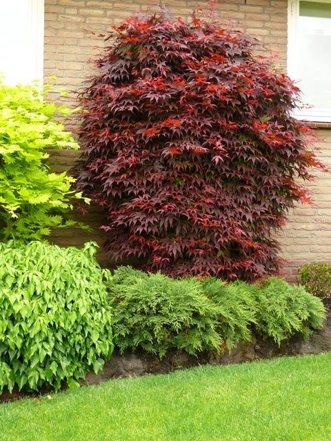 Japanse Esdoorn (Acer Palmatum 'Atropurpureum') 2 Japanse Esdoorn (Acer Palmatum 'Atropurpureum') - Afbeelding 2