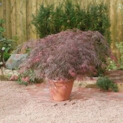 Japanse Esdoorn (Acer Palmatum 'Garnet') -Green Roots Exporteren Winkel acer p. garnet2 1
