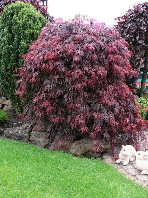 Japanse Esdoorn (Acer Palmatum 'Garnet') 2 Japanse Esdoorn (Acer Palmatum 'Garnet') - Afbeelding 2
