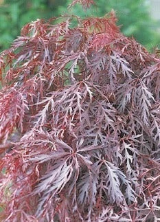 Japanse Esdoorn (Acer Palmatum 'Inabe-shidare') 3 Japanse Esdoorn (Acer Palmatum 'Inabe-shidare') - Afbeelding 3