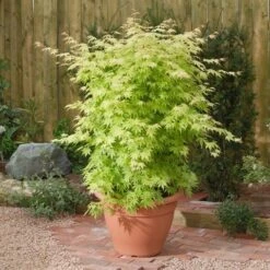 Japanse Esdoorn (Acer Palmatum 'Orange Dream') -Green Roots Exporteren Winkel acer p. orange dream1