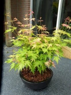 Japanse Esdoorn (Acer Palmatum 'Orange Dream') -Green Roots Exporteren Winkel acer p. orange dream 2