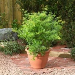 Japanse Esdoorn (Acer Palmatum 'Seiryu') -Green Roots Exporteren Winkel acer p. seiryu3