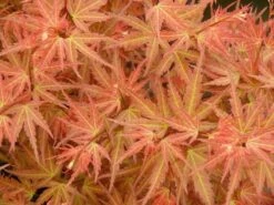 Japanse Esdoorn (Acer Palmatum 'Wilson's Pink Dwarf') -Green Roots Exporteren Winkel acer p. wilsons pink dwarf 1 1