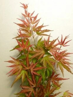 Japanse Esdoorn (Acer Palmatum 'Wilson's Pink Dwarf') -Green Roots Exporteren Winkel acer p. wilsons pink dwarf 2 1