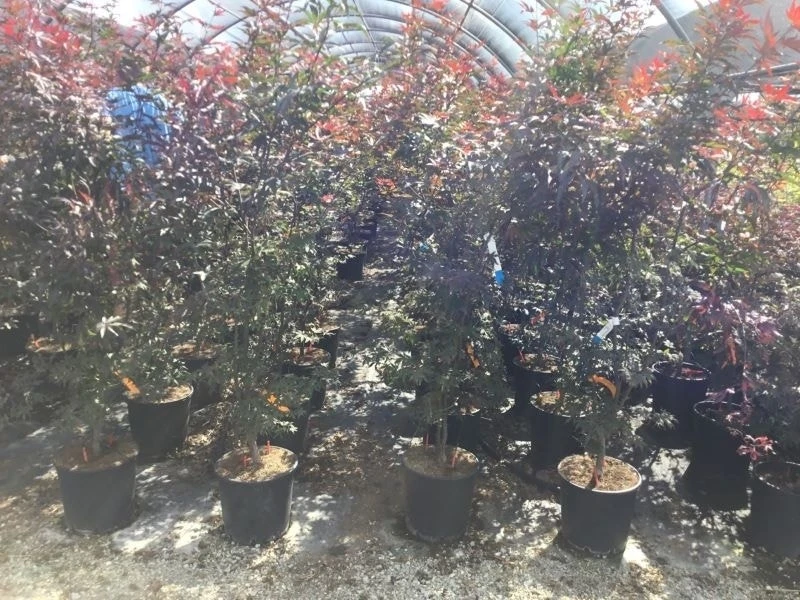 Japanse Esdoorn (Acer Palmatum 'Skeeter's Broom') 2 Japanse Esdoorn (Acer Palmatum 'Skeeter's Broom') - Afbeelding 2