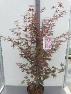 Japanse Esdoorn (Acer Palmatum 'Atropurpureum') -Green Roots Exporteren Winkel acer palm. atropurpureum c10