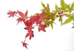 Japanse Esdoorn (Acer Palmatum 'Beni-maiko') -Green Roots Exporteren Winkel acer palm. beni maiko zoom