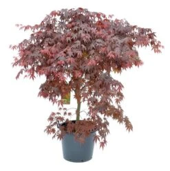 Japanse Esdoorn (Acer Palmatum 'Bloodgood') -Green Roots Exporteren Winkel acer palm. bloodgood c50 1