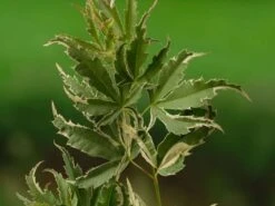 Japanse Esdoorn (Acer Palmatum 'Butterfly') -Green Roots Exporteren Winkel acer palm. butterfly 1