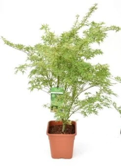 Japanse Esdoorn (Acer Palmatum 'Butterfly') -Green Roots Exporteren Winkel acer palm. butterfly c14 3