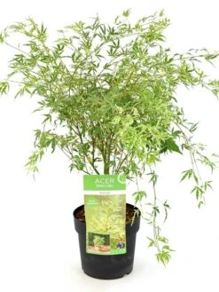 Japanse Esdoorn (Acer Palmatum 'Butterfly') -Green Roots Exporteren Winkel acer palm. butterfly c3