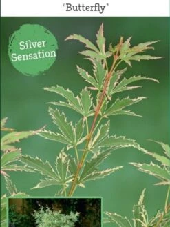 Japanse Esdoorn (Acer Palmatum 'Butterfly') -Green Roots Exporteren Winkel acer palm. butterfly c3 4