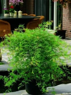 Japanse Esdoorn (Acer Palmatum 'Emerald Lace') -Green Roots Exporteren Winkel acer palm. emerald lace 2
