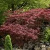 Japanse Esdoorn (Acer Palmatum 'Garnet')